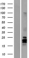 Artemin (ARTN) Human Over-expression Lysates NM_057091