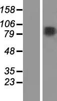 ls009053 ensconsin map7 human over expression lysates nm 003980 wb testing 2