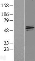 ls009054 nfs1 human over expression lysates nm 021100 wb testing 2