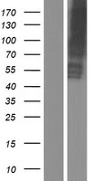 ls009058 slc13a2 human over expression lysates nm 001145975 wb testing 1