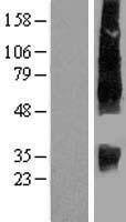 ls009058 slc13a2 human over expression lysates nm 003984 wb testing 2