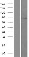 PAPSS2 Human Over-expression Lysates NM_001015880