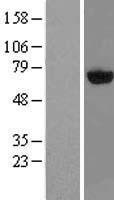PAPSS2 Human Over-expression Lysates NM_004670