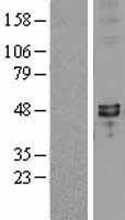 Synaptotagmin VII (SYT7) Human Over-expression Lysates NM_004200