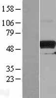 PKMYT1 Human Over-expression Lysates NM_004203