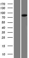 PIGQ Human Over-expression Lysates NM_148920
