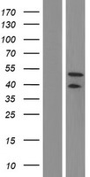 TID1 (DNAJA3) Human Over-expression Lysates NM_001135110