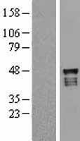 USP2 Human Over-expression Lysates NM_171997