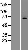 ls009108 mtmr7 human over expression lysates nm 004686 wb testing 1
