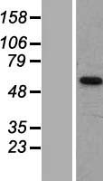 ls009120 mct7 slc16a6 human over expression lysates nm 004694 wb testing 2