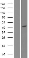 ls009127 p2x6 p2rx6 human over expression lysates nm 001159554 wb testing 2