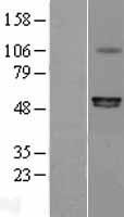 ls009127 p2x6 p2rx6 human over expression lysates nm 005446 wb testing 1