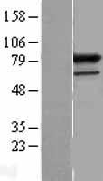 PRPF3 Human Over-expression Lysates NM_004698