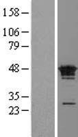 FAM50A Human Over-expression Lysates NM_004699