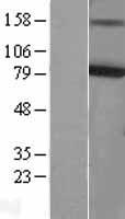 KCNQ4 Human Over-expression Lysates NM_004700