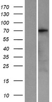KCNQ4 Human Over-expression Lysates NM_172163