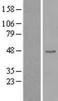 Cyclin B2 (CCNB2) Human Over-expression Lysates NM_004701