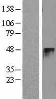 Cyclin E2 (CCNE2) Human Over-expression Lysates NM_057749