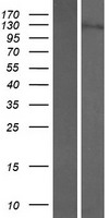ls009147 nemf human over expression lysates nm 004713 wb testing 1