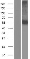NEURL (NEURL1) Human Over-expression Lysates NM_004210