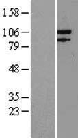 ls009156 exonuclease 1 exo1 human over expression lysates nm 130398 wb testing 1