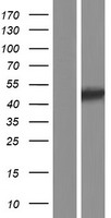 FIBP Human Over-expression Lysates NM_004214