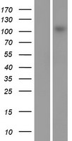MAP3K13 Human Over-expression Lysates NM_004721