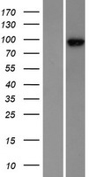 ZW10 Human Over-expression Lysates NM_004724