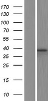 BUB3 Human Over-expression Lysates NM_004725
