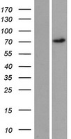 REPS2 Human Over-expression Lysates NM_001080975