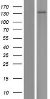 SLC24A1 Human Over-expression Lysates NM_004727