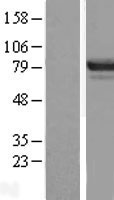 DREF (ZBED1) Human Over-expression Lysates NM_004729
