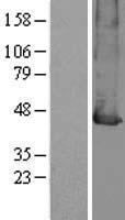 MCT2 (SLC16A7) Human Over-expression Lysates NM_004731