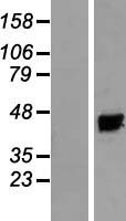 KCNAB3 Human Over-expression Lysates NM_004732