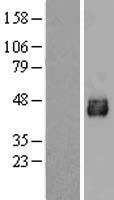 SLC33A1 Human Over-expression Lysates NM_004733