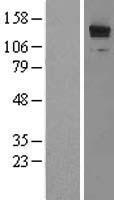 ls009208 lrrfip1 human over expression lysates nm 004735 wb testing 2