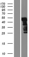 ls009209 lrrfip2 human over expression lysates nm 001134369 wb testing 1
