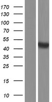 BMP15 Human Over-expression Lysates NM_005448