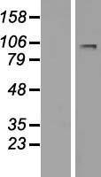LARGE (LARGE1) Human Over-expression Lysates NM_004737