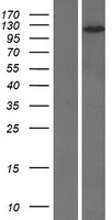 DLGAP2 Human Over-expression Lysates NM_004745