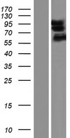 ls009229 dlgap1 human over expression lysates nm 001003809 wb testing 1