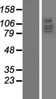 ls009231 dlg5 human over expression lysates nm 004747 wb testing 1