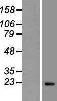 Securin (PTTG1) Human Over-expression Lysates NM_004219