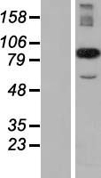 ls009236 ccpg1 human over expression lysates nm 020739 wb testing 2