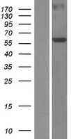 ls009238 tbrg4 human over expression lysates nm 199122 wb testing 2