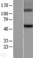 GCNT3 Human Over-expression Lysates NM_004751