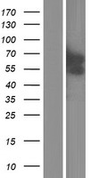 GCM2 Human Over-expression Lysates NM_004752