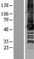 ls009248 melatonin related receptor gpr50 human over expression lysates nm 004224 wb testing 1