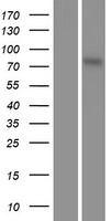 ls009252 msk1 rps6ka5 human over expression lysates nm 004755 wb testing 1
