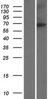 NUMBL Human Over-expression Lysates NM_004756